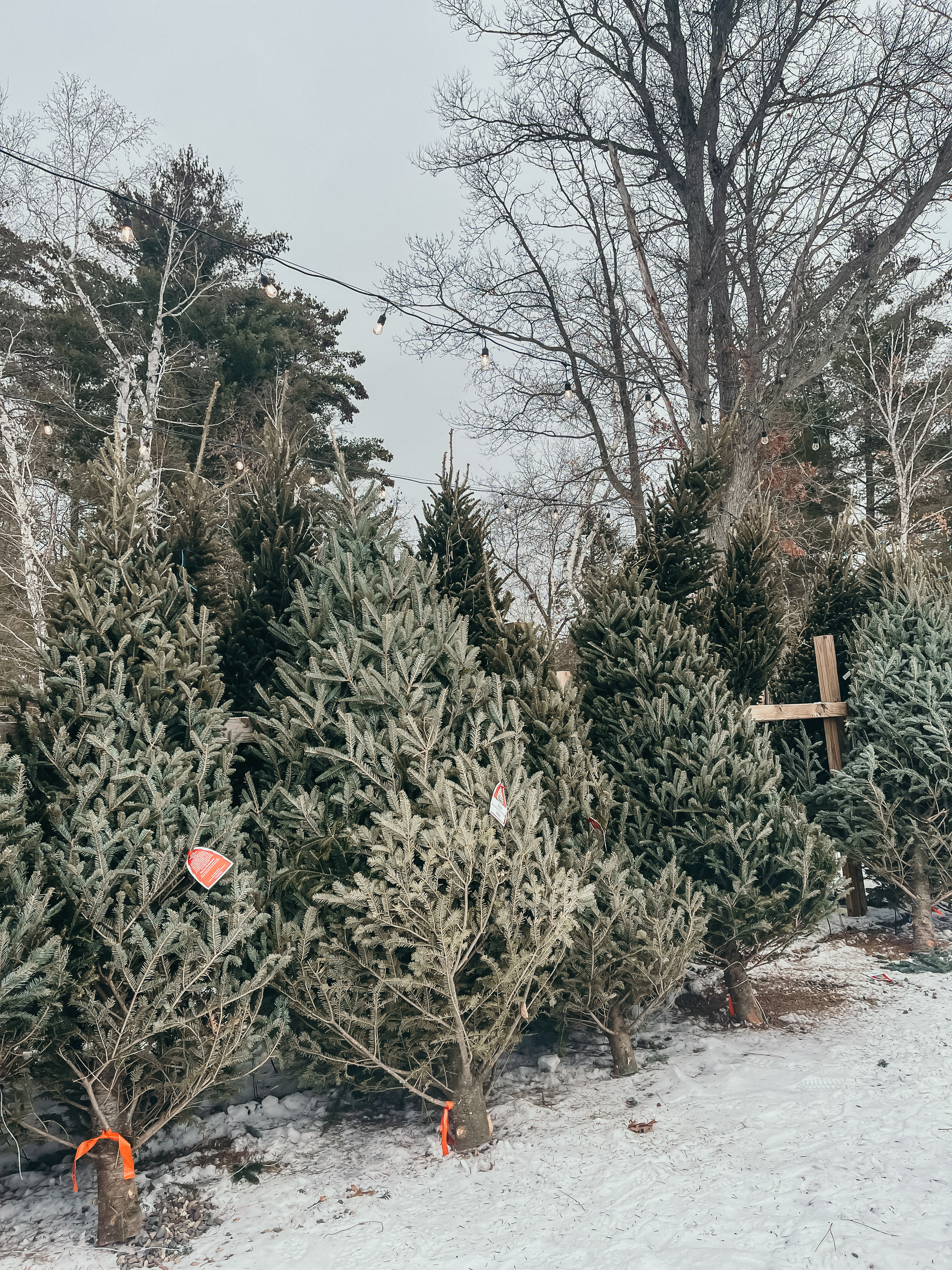 Where to find a christmas tree in the Brainerd lakes area.